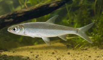 Luciosoma setigerum (Apollokark)