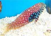 Macropharyngodon bipartitus Vermikulerad labre