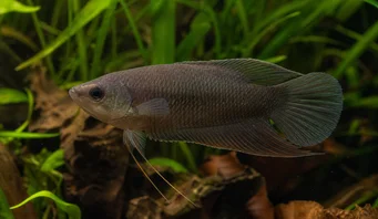 Macropodus concolor