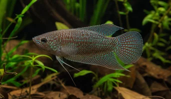 Macropodus cupanus Brun-svansfiskfisk