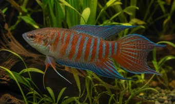 Macropodus opercularis