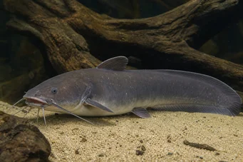 Malapterurus electricus