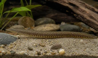 Mastacembelus armatus Jätte ryggrad