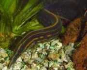 Mastacembelus erythrotaenia Eldpunkt anguille