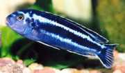 Melanochromis cyaneorhabdos Melanokromis usgano