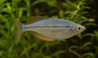 Melanotaenia maccullochi Dvärg regnbåge