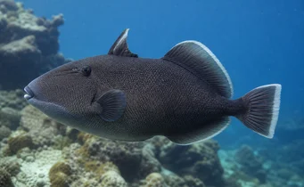 Melichthys indicus
