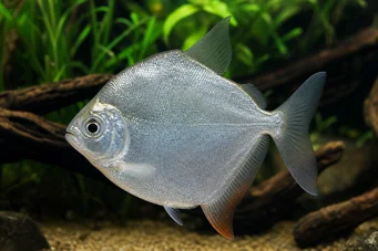 Metynnis hypsauchen Métynnis med stora huvuden