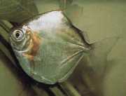 Metynnis mola Mola mol mol