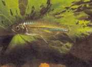 Micralestes acutidens Afrikansk tetra med skarpa tänder