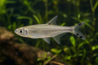 Micralestes acutidens Afrikansk tetra med skarpa tänder