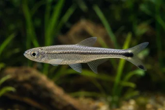 Micralestes elongatus Avsmalnande afrikansk tetra