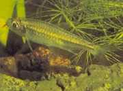 Micralestes humilis Afrikansk tetra med röda fenor