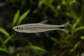 Micralestes humilis Afrikansk tetra med röda fenor