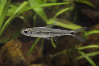 Micralestes occidentalis Västra afrikanska tetra