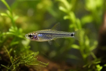 Microrasbora kutobai Grön neon