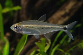 Mimagoniates lateralis Tetra-Gele med spärrade sidor