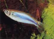 Mimagoniates microlepis Små skalor tetra-barberos