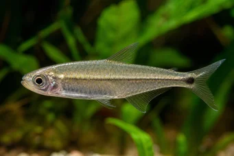 Mimagoniates microlepis Små skalor tetra-barberos