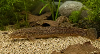 Misgurnus anguillicaudatus Misurnus anguillicaudatus