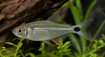 Moenkhausia oligolepis Moenkhausia med röda ögon