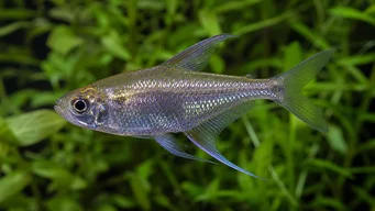 Moenkhausia pittieri