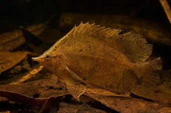 Monocirrhus polyacanthus Brandman