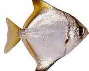 Monodactylus argenteus Månfisk