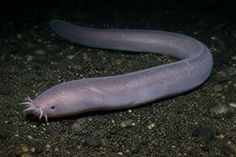 Myxine glutinosa Vanlig myxin
