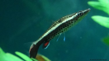 Nannobrycon eques Penna