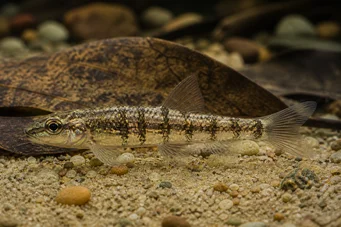Nannocharax fasciatus