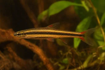 Nannostomus beckfordi (Penna)