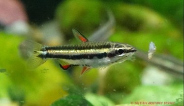 Nannostomus marginatus Dvärgpennfisk