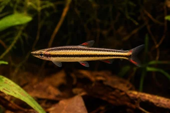 Nannostomus marginatus (Dvärgpennfisk)