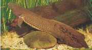 Neoceratodus forsteri Australiska dipneuste, B...