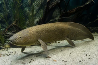 Neoceratodus forsteri (Australiska dipneuste, Barramanda av Aust.)