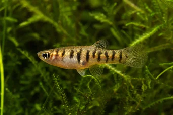 Neohaterandria elegans (Elegant heterandria)