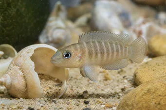 Neolamprologus brevis