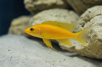 Neolamprologus leleupi (Ciklid citron)