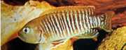 Neolamprologus multifasc... Strierad lamprologus