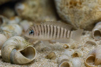 Neolamprologus multifasciatus (Strierad lamprologus)