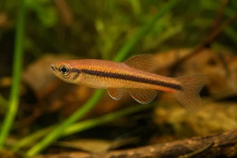 Neolebias axelrodi (Axelrodneolebias)