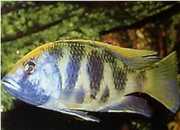 Nimbochromis venustus Venustus, påfågel täc...