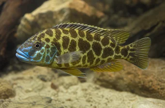 Nimbochromis venustus (Venustus, påfågel täcker)