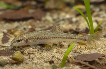 Odontocharacidium aphanes Odontocharacidium afaner