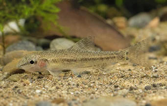 Odontocharacidium sp. aff. aphanes Grön dvärg teter