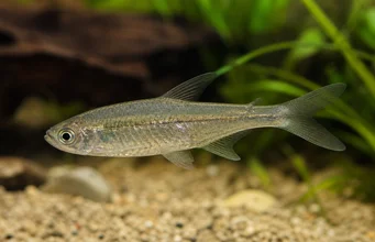 Odontostilbe piaba Tetra piaba