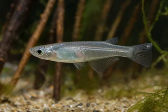 Oryzias melastigma Killi of Java