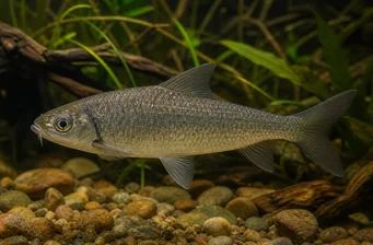 Osteocheilus hasselti Java karp