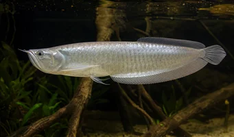 Osteoglossum bicirrhosum Arrowana